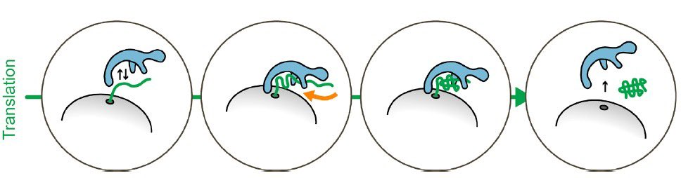 gal_cvg's tweet image. Happy to share our new work in @PNASNews! 🎉 The ribosome-associated chaperone Trigger Factor actively promotes cotranslational protein folding by accelerating nascent chain collapse.
This mechanism reshapes how we understand early folding events in cells. | PNAS…