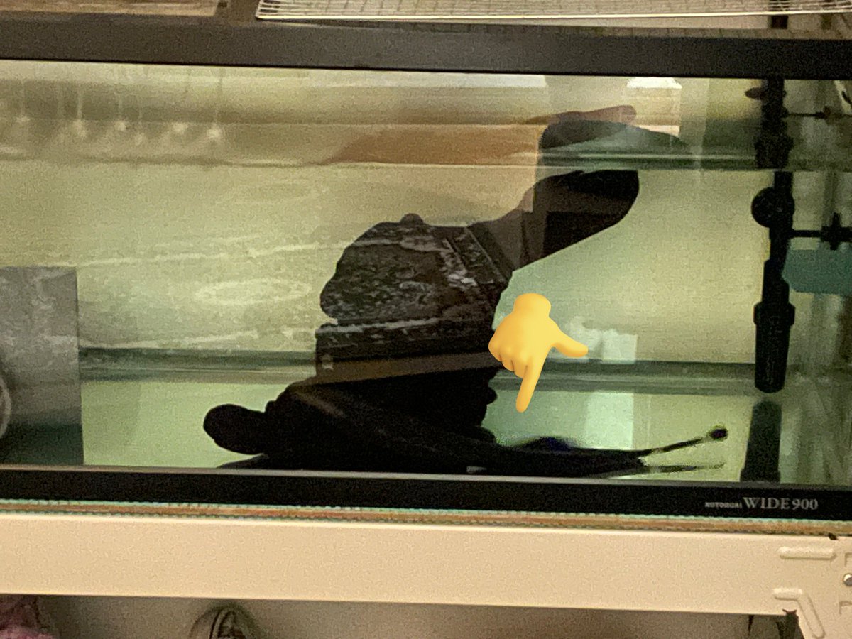 oyopago's tweet image. なんか横になってるね