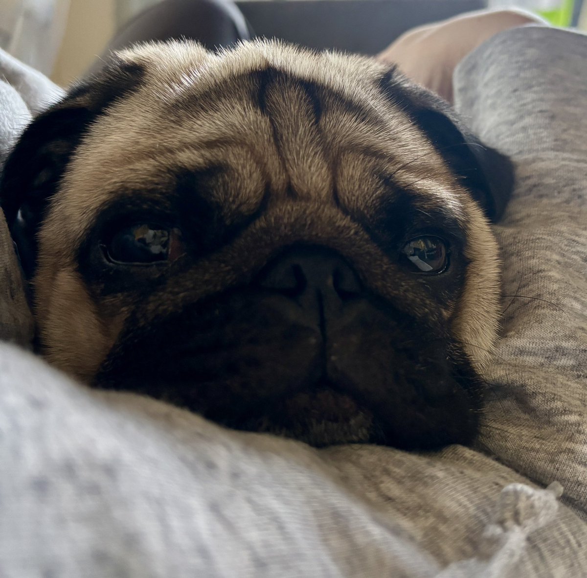 chachamaru_pug's tweet image. 甘えん坊将軍茶々丸
#pug #パグ