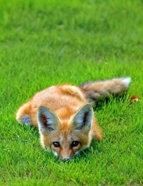 everyday_fox's tweet image. 
