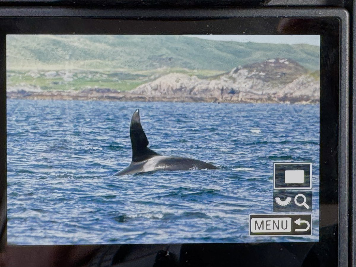 highland_andy's tweet image. Well, today took an unexpected turn.
It’s taken me 20 years to finally see this handsome chap.
A HUGE thank you to Fergus of @Turus_Mara for getting us in the right place.
#JohnCoe #Orca #Coll #Scotland