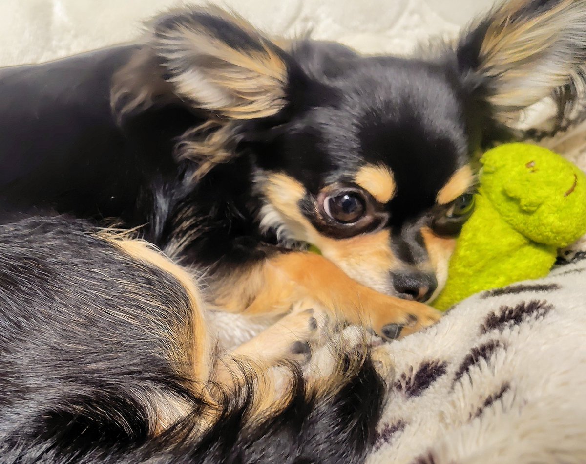 ใใใ๐ Ringo the Chihuahua (@ringo_lcc) on Twitter photo ไปๆฅใๆใใฃใใญ๏ฝ๐
ใใใใฏใๆฐใซๅ
ฅใใชใซใจใซ๐ธใฎใใใกใใจใใฃใจไธ็ทใงใใ๐
ใใ
ใฃใจใใฆ้ขใใชใใใใๅคงๅฅฝใใฟใใ๐
ๅฎใฏ็งโฆ็ใ็ฉใฎใชใใงใฏใซใจใซใฏ่ฆๆใชใปใใชใใงใใใญ๐คซ ไปๆฅใๆใใฃใใญ๏ฝ๐
ใใใใฏใๆฐใซๅ
ฅใใชใซใจใซ๐ธใฎใใใกใใจใใฃใจไธ็ทใงใใ๐
ใใ
ใฃใจใใฆ้ขใใชใใใใๅคงๅฅฝใใฟใใ๐
ๅฎใฏ็งโฆ็ใ็ฉใฎใชใใงใฏใซใจใซใฏ่ฆๆใชใปใใชใใงใใใญ๐คซ