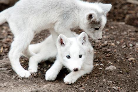 everyday_fox's tweet image. 