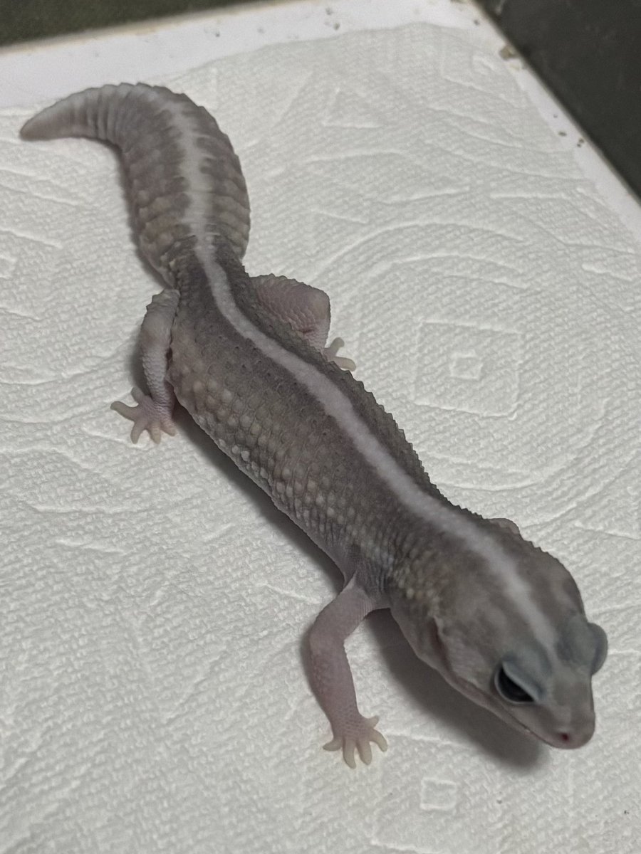 KECHAPPI_HUNTER's tweet image. ニシアフのパターンレスはとてもいいモルフだよ。ストライプの有無だけで、同じモルフでも全然違う子に見える。兄妹でもだいぶ変わる。シオンは白が強いけど、鈴叶はグレーが強い。