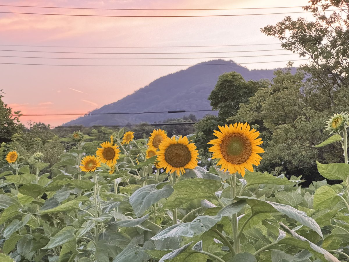 Eko3F's tweet photo. 明るいうちに仕事が終わったので、久しぶりに戸川公園に寄ってみました

ひまわりの花数が増えてきましたよ🌻
まだ半分以上つぼみですけどw
基本的には1本に一つの花が付く種類ですけど、時々枝分かれしていっぱい花が付くものがありました(2枚目) https://t.co/QJSae2d3rH