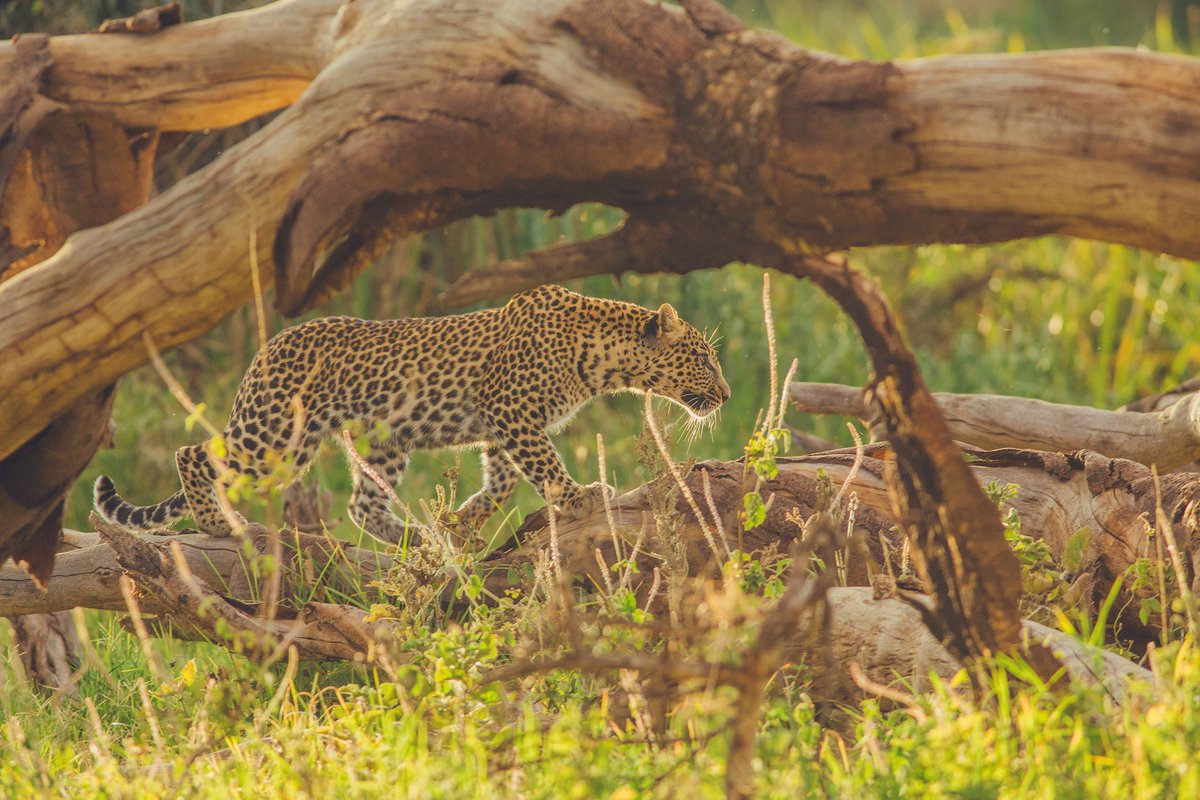 LewaConservancy's tweet image. Happy World Nature Conservation Day! 

Today, we honour the fierce beauty of our planet, a vast, complex, and interconnected natural world that demands our protection.

Every action counts. Every voice matters. 

📸@bobbyneptune