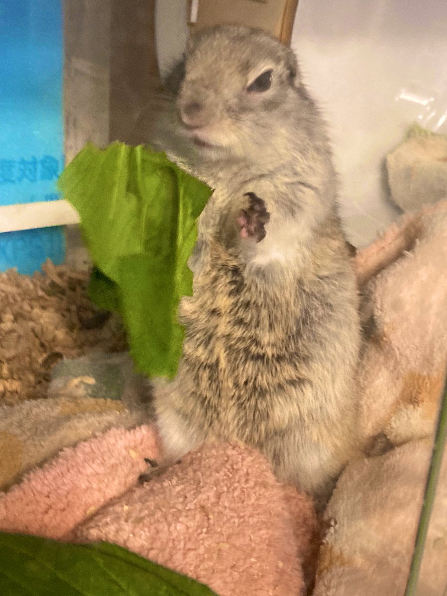 MiMiページ 楽天市場】(KP)mimi立体モチーフつき上下セット : NARUMIYA