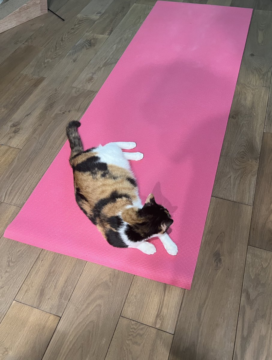 a_chocott's tweet image. #肉体改造100日チャレンジ
40/100
風呂上がりのストレッチを阻止する勢力😹