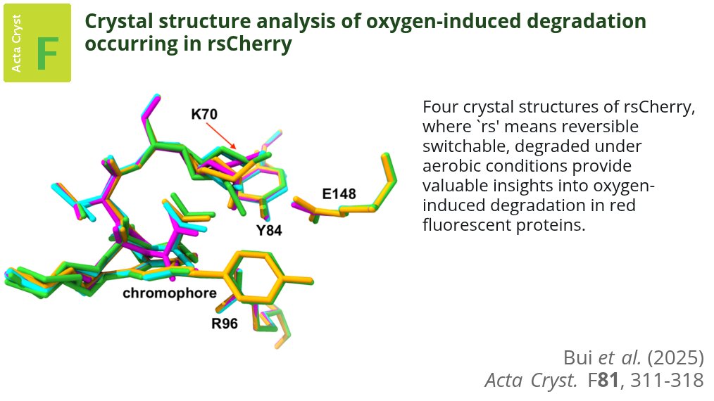 Four structures of rsCherry exhibiting varying degrees of degradation indicate that oxygen-induced degradation of rsCherry predominantly affects the chromophore without altering the protein backbone #FluorescentProteins #CrystalStructure #Degradation doi.org/10.1107/S20532…