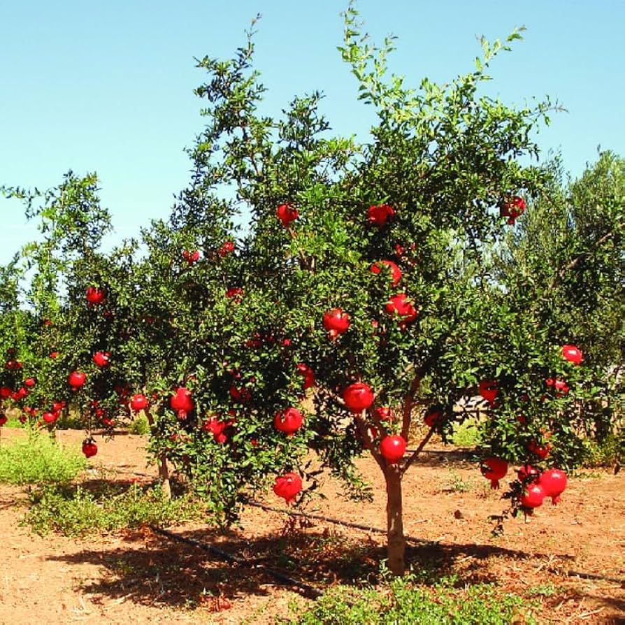 JhanUlfat's tweet image. Pomegranate the fruit of heaven ❤️