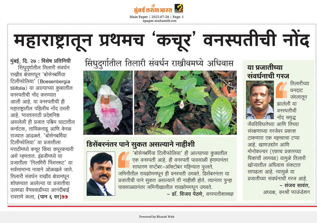 Akshay Mandavkar🌿 (@akshay_journo) on Twitter photo Boesenbergia tiliifolia plant species recorded for the first time from Maharashtra, found in the Tillari Conservation Reserve, Sindhudurg. This species, belonging to the ginger family, blooms after the monsoon.
mahamtb.com//Encyc/2025/7/…
<a href="/ranjeetnature/">Ranjeet Shamal Bajirao Jadhav</a> <a href="/TamhiniGhat/">Tamhini Ghat</a> <a href="/nivedita_Him/">Nivedita Khandekar</a> Boesenbergia tiliifolia plant species recorded for the first time from Maharashtra, found in the Tillari Conservation Reserve, Sindhudurg. This species, belonging to the ginger family, blooms after the monsoon.
mahamtb.com//Encyc/2025/7/…
<a href="/ranjeetnature/">Ranjeet Shamal Bajirao Jadhav</a> <a href="/TamhiniGhat/">Tamhini Ghat</a> <a href="/nivedita_Him/">Nivedita Khandekar</a>