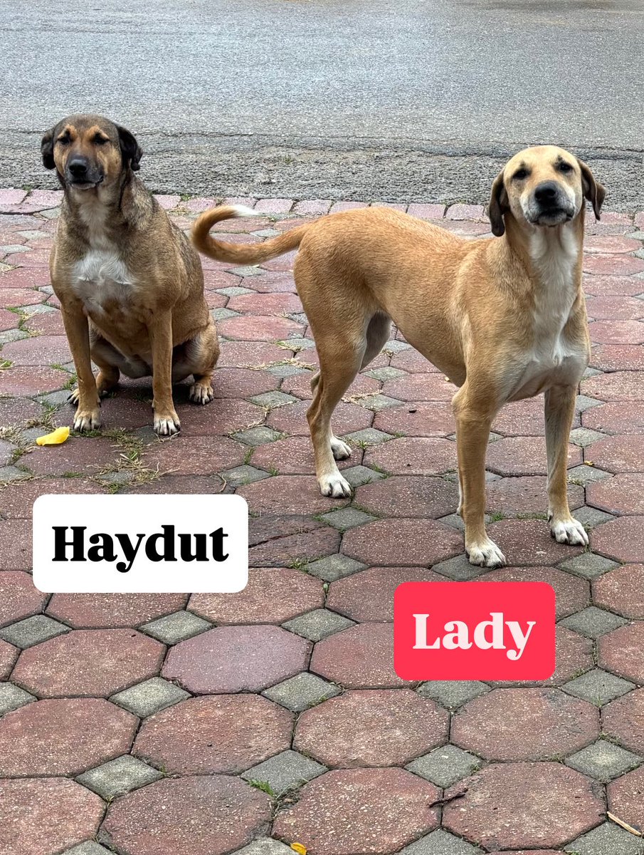 Henüz daha bebekken zehirlenmişler ve direnip hayatta kalmış bu kardeşler 6-7 yıl boyunca hiç ayrılmamışlar. Bugün yarın gelip alacaklarmış. Belki birlikte belki ayrı ayrı ölüp gidecekler barınak köşelerinde. Ne olacak bilmiyorum artık çok fazla umutsuzum.