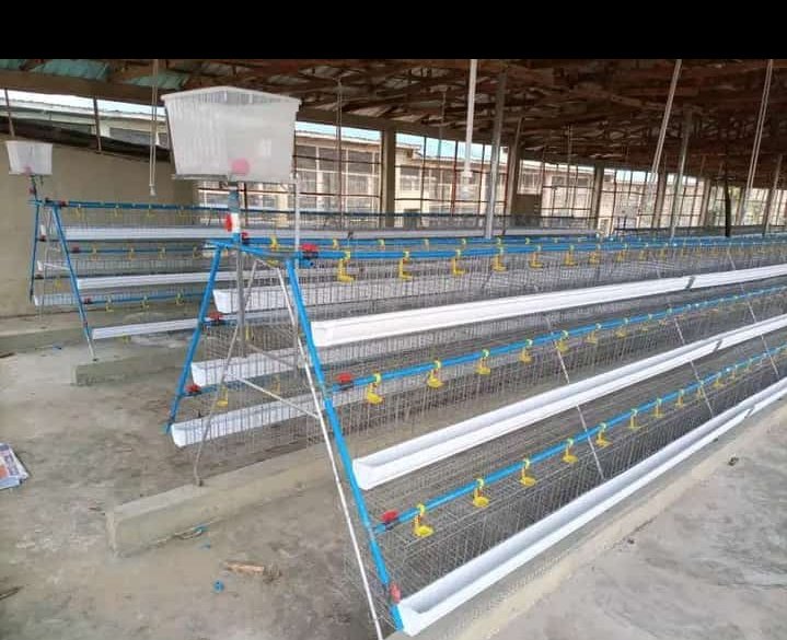Omoiyalode0809's tweet photo. @itsSh0la To buy all kinds of your poultry equipment call 07059917222 or WhatsApp 08062431818, we are also available in repairing your battery cages. https://t.co/efKAw4oIwj