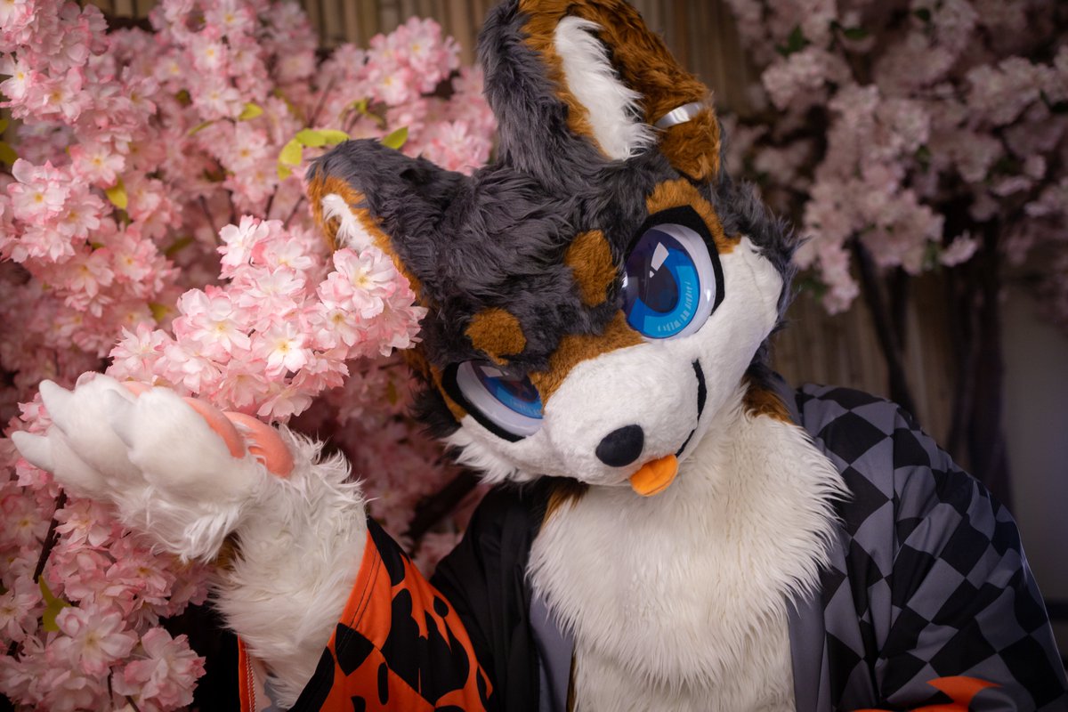 #FursuitEveryday 
📷<a href="/biche_fur/">비케/호밀이</a>