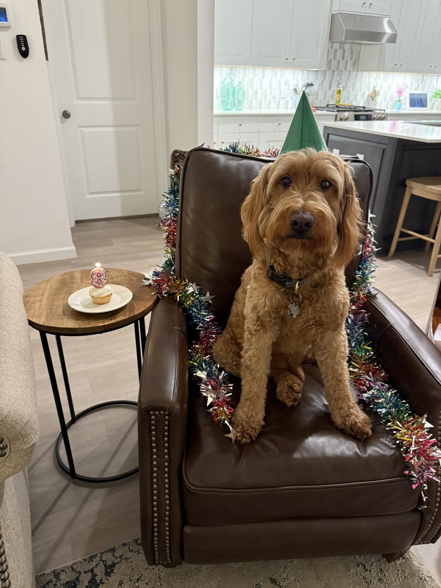 This birthday 🎉 boy <a href="/george_whe/">George the Comfort Dog</a> is ready to start his 8th year as <a href="/HumbleISD_WHE/">Woodland Hills Elementary</a> Canine Counselor Comfort Dog!🐾