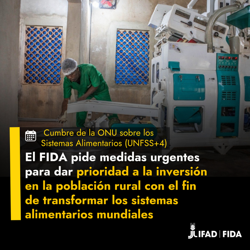 IFADespanol's tweet photo. 📍En #UNFSS2025 hacemos un llamado a la acción global para poner a las personas rurales y a los pequeños agricultores en el 🎯de la transformación de los sistemas alimentarios

Impulsamos soluciones innovadoras: financiamiento mixto, nuevas herramientas y alianzas más sólidas