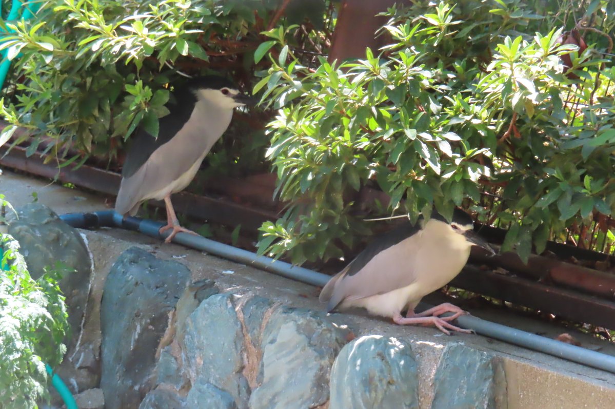 hapibird1's tweet image. 今日のごいごいず♪　
暑かったので木陰で避暑ちゅう～☀　
＃王子動物園　＃海鳥舎　＃ゴイサギ　
2025年7月28日撮影