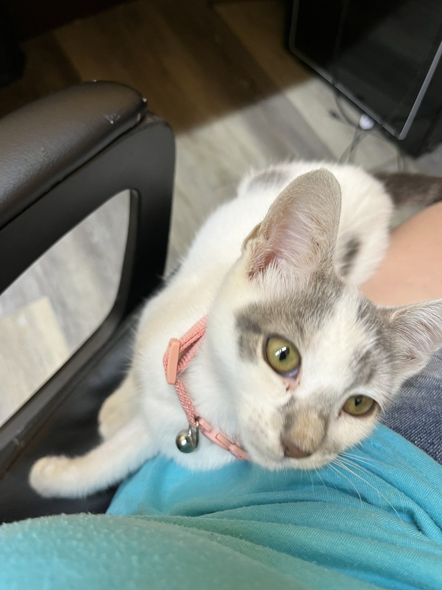 hannah_chapin's tweet image. I want to show y’all our little store kitten. My coworker found her in a bag. Another coworker may take her if his cats get along with her
We have not named her yet