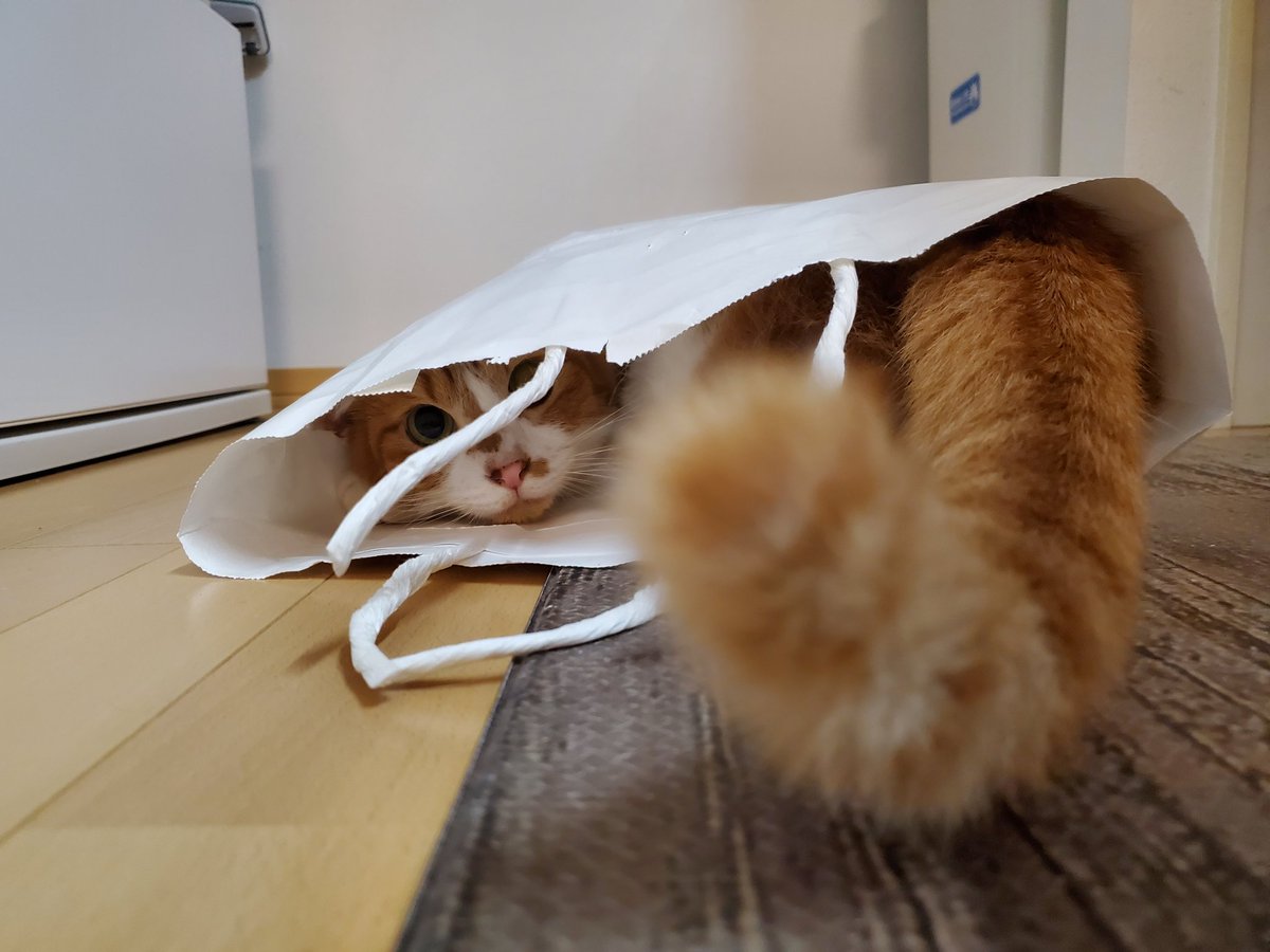 konbu76's tweet photo. しっぽであやしてもらってる気分になれる写真撮れた🤣 https://t.co/0nr0wp5DIL
