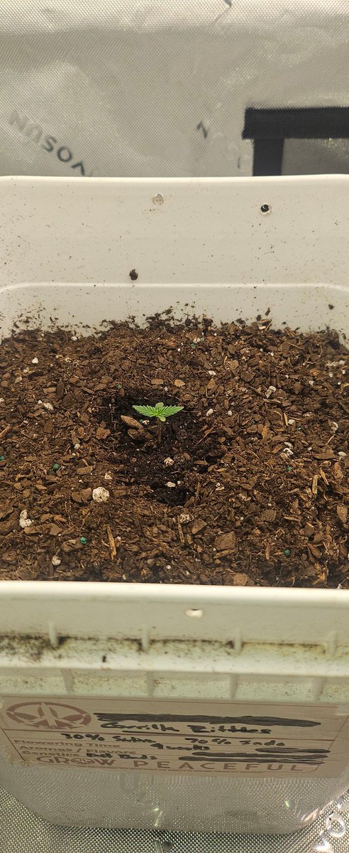 IAmDraeDae's tweet image. We Growin' Smoke in the next grow series. Gorilla Zittles & Gigawatt. These 2 autoflowers are seedlings but I want at least 1.5 zips each.