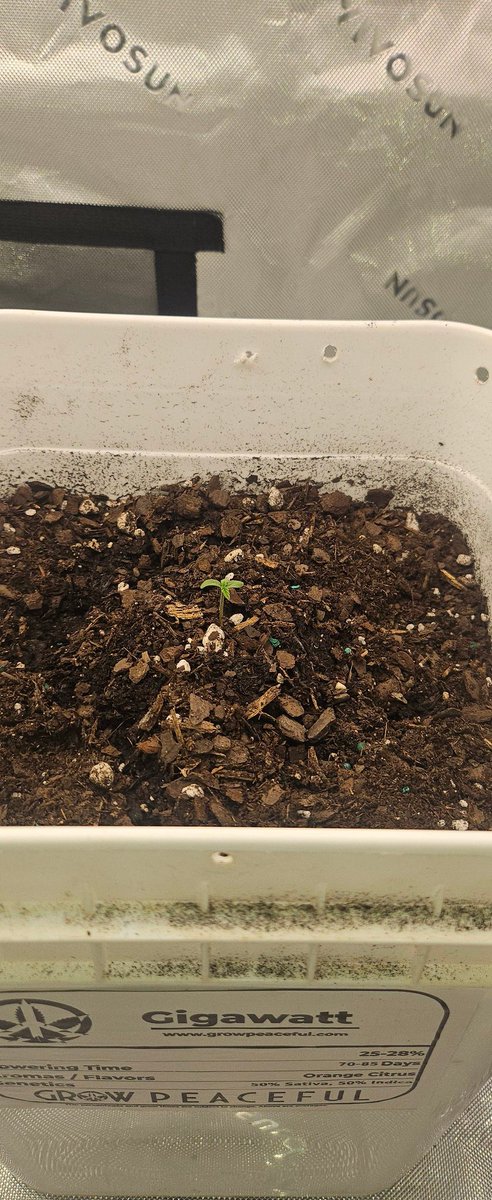 IAmDraeDae's tweet image. We Growin' Smoke in the next grow series. Gorilla Zittles & Gigawatt. These 2 autoflowers are seedlings but I want at least 1.5 zips each.