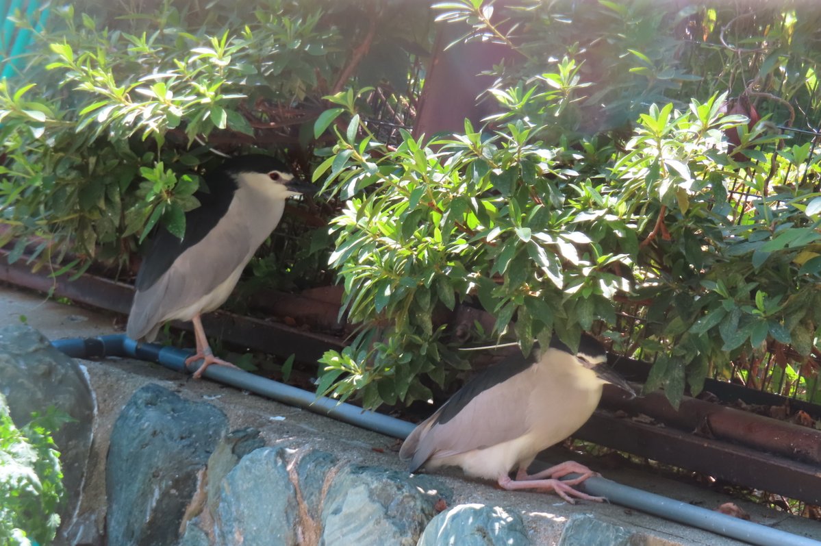 hapibird1's tweet image. 今日のごいごいず♪　
暑かったので木陰で避暑ちゅう～☀　
＃王子動物園　＃海鳥舎　＃ゴイサギ　
2025年7月28日撮影