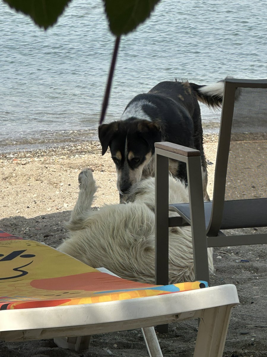 Güvenli Şehirler (@guvenlisehirler) on Twitter photo Takipçi mesajı:
Lapseki çardak halk plajı.
"Maalesef her yer köpek dolu plajın içinde devasa köpekler var."
Bilginize sayın Valim <a href="/omertoraman25/">Ömer Toraman, Doç. Dr.</a> Takipçi mesajı:
Lapseki çardak halk plajı.
"Maalesef her yer köpek dolu plajın içinde devasa köpekler var."
Bilginize sayın Valim <a href="/omertoraman25/">Ömer Toraman, Doç. Dr.</a>