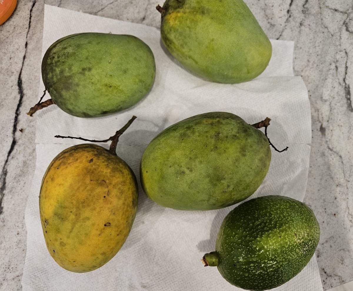 JVal48103's tweet image. Our freshly picked mangos might not look pretty, but they taste amazing 😍 this was dessert last night! (Minus the avocado)