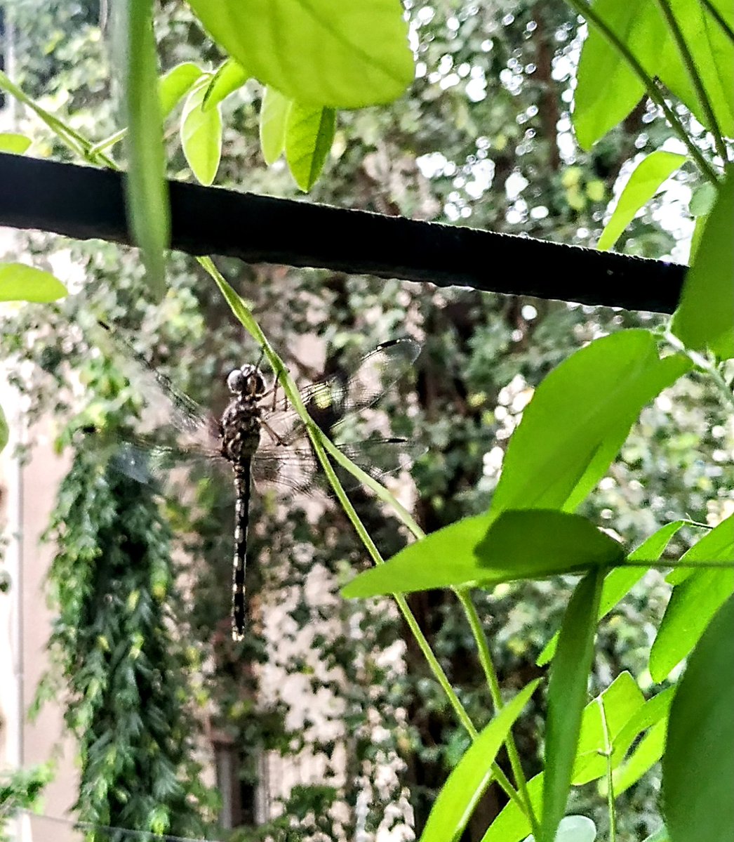 curious__coffee's tweet image. Our new evening visitor 📱 🐝

ll post 📸 bokeh pic soon 

#AkshArt 
#theme_pic_India_nature