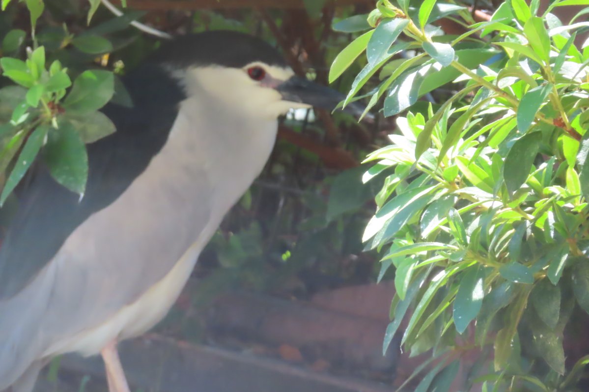 hapibird1's tweet image. 今日のごいごいず♪　
暑かったので木陰で避暑ちゅう～☀　
＃王子動物園　＃海鳥舎　＃ゴイサギ　
2025年7月28日撮影