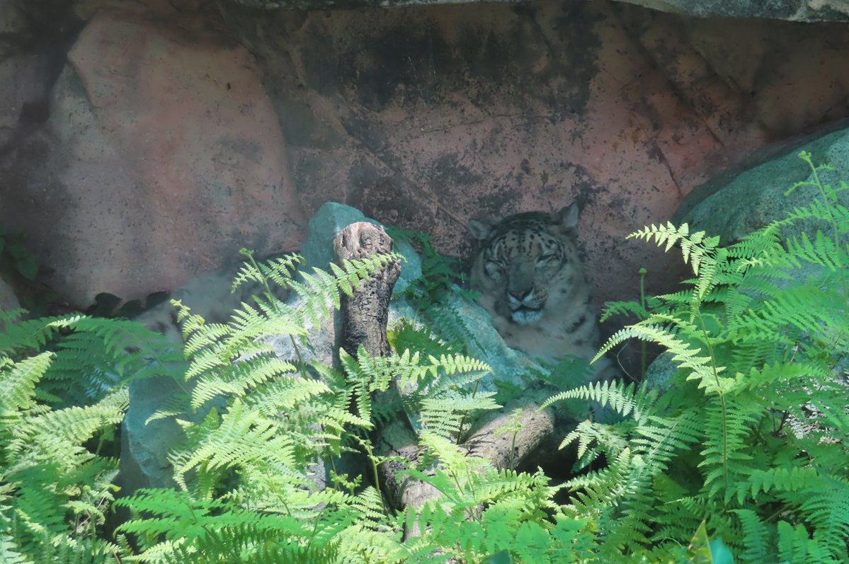 hapibird1's tweet image. 今日のユッコさんも
クールスポットで避暑～☀　
＃王子動物園 ＃ユキヒョウ
2025年7月28日撮影
