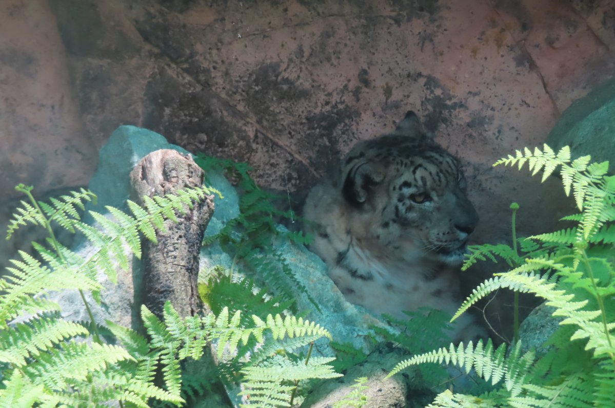 hapibird1's tweet image. 今日のユッコさんも
クールスポットで避暑～☀　
＃王子動物園 ＃ユキヒョウ
2025年7月28日撮影