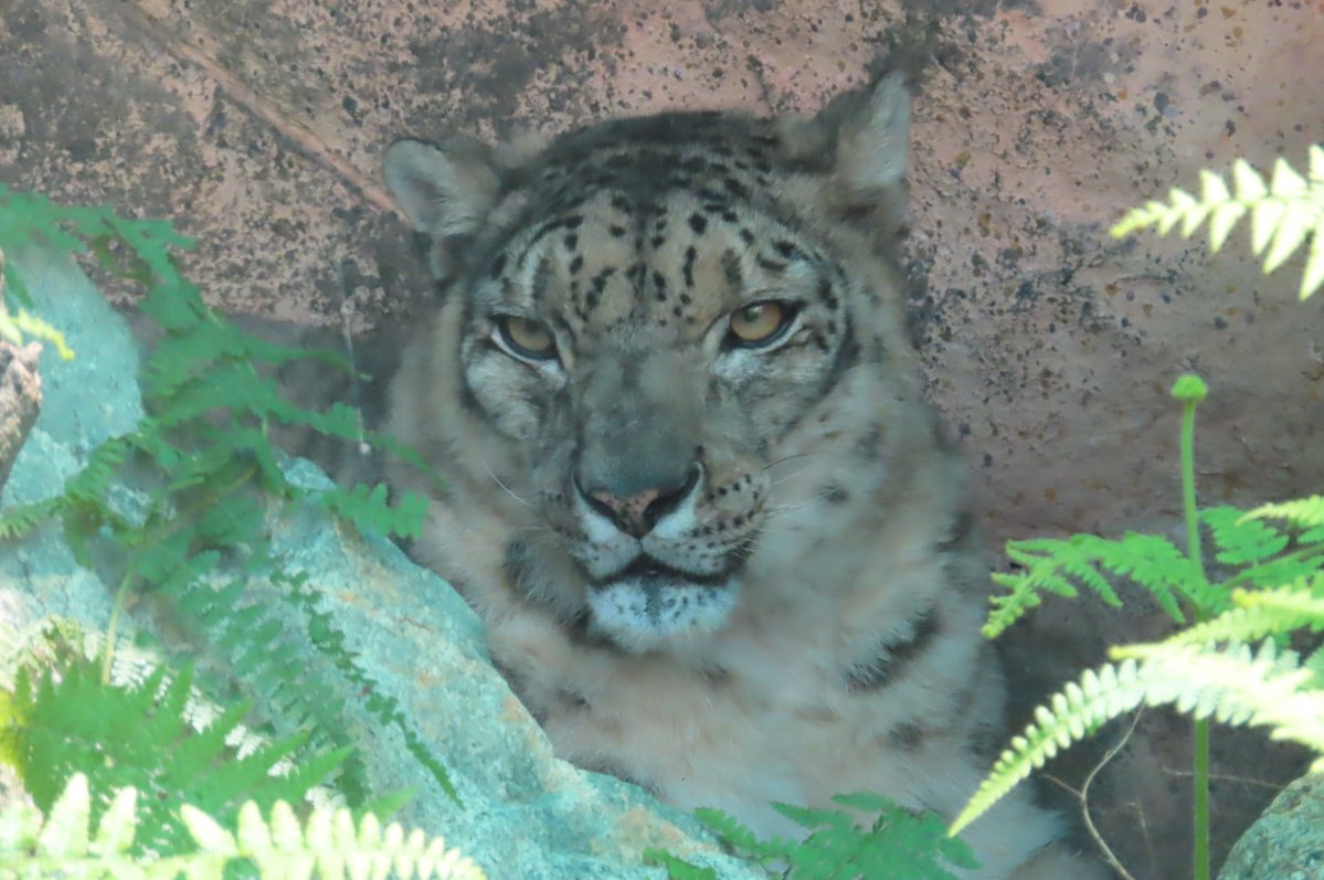 hapibird1's tweet image. 今日のユッコさんも
クールスポットで避暑～☀　
＃王子動物園 ＃ユキヒョウ
2025年7月28日撮影