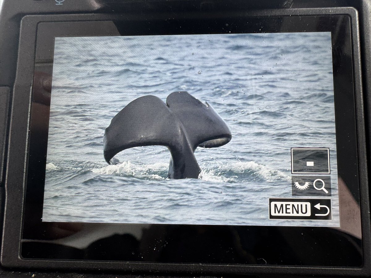 highland_andy's tweet image. This shot is a fluke.
#Johncoe #orca #mull