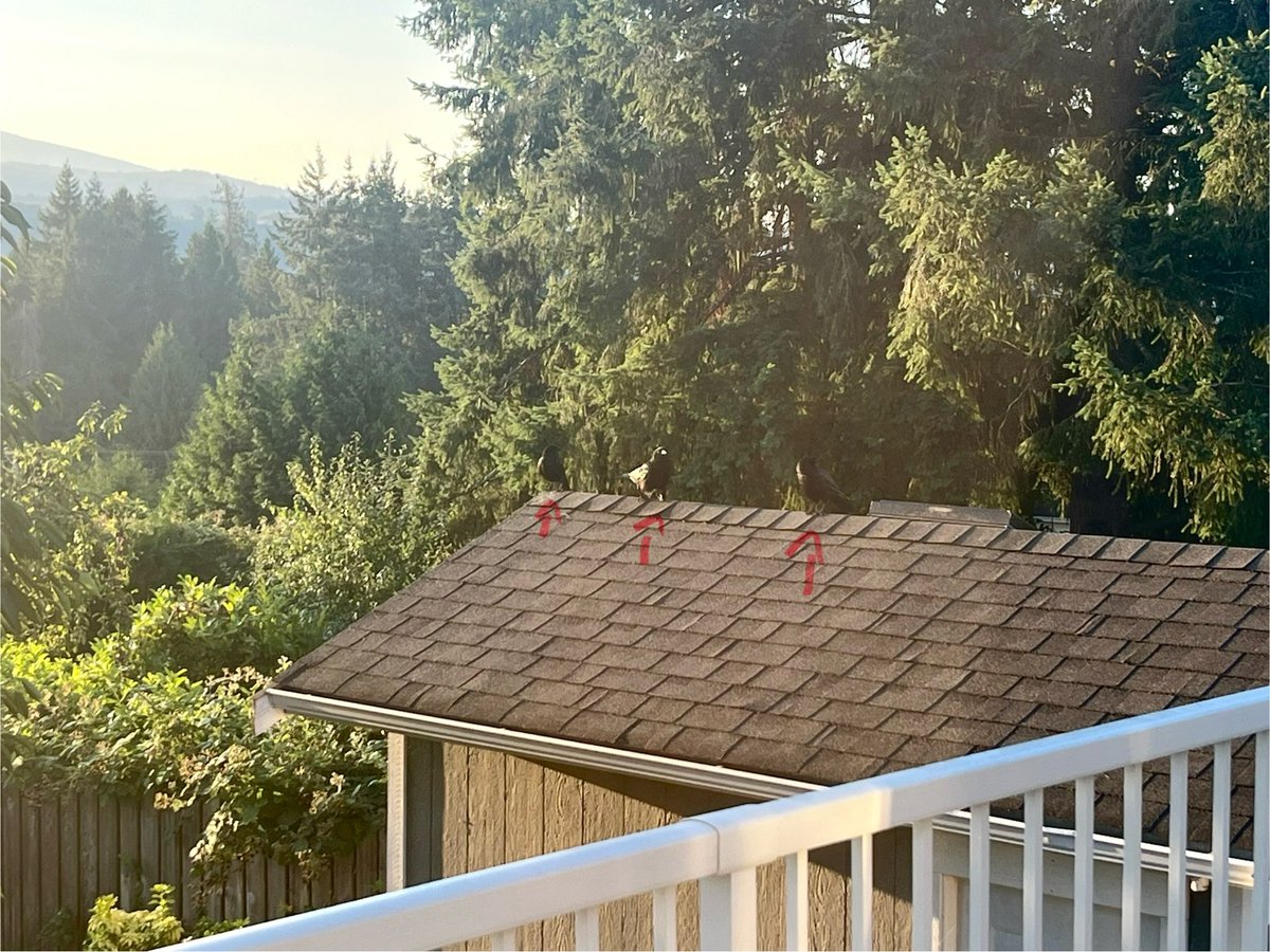 e_anarch's tweet image. i was playing the ballad of lucy gray and some birds came up to join me :)