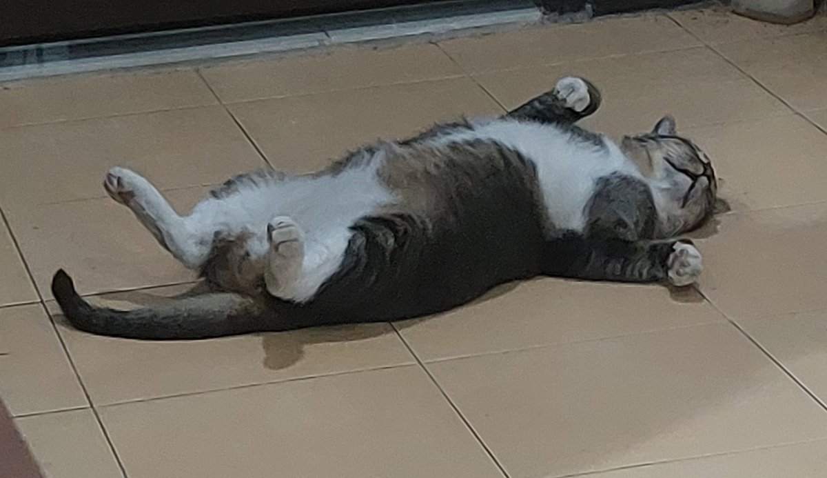 A_Smol_T's tweet image. This boy is a little TOO comfortable in this house. 
(Quercus)