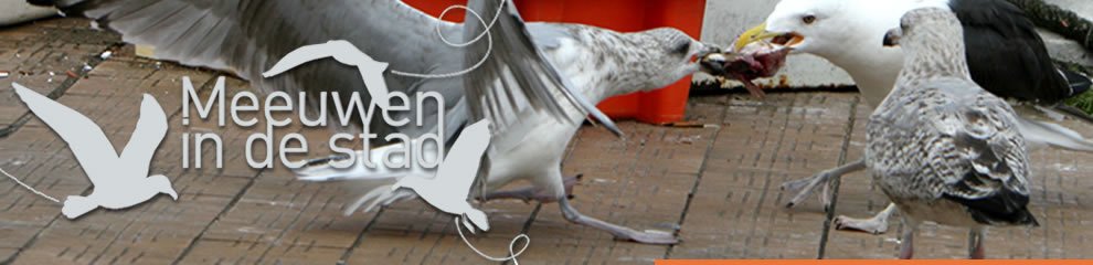 CagesFree's tweet image. #MeeuwenOverlast
Niet doordat er plots méér zouden zijn, maar doordat ze #genoodzaakt worden alsmaar #dichter bij de #mens te gaan leven en broeden
Het resterende aantal natuurlijke broedgebieden slinkt immers zienderogend
meeuwenindestad.be/nl/meeuwenover…