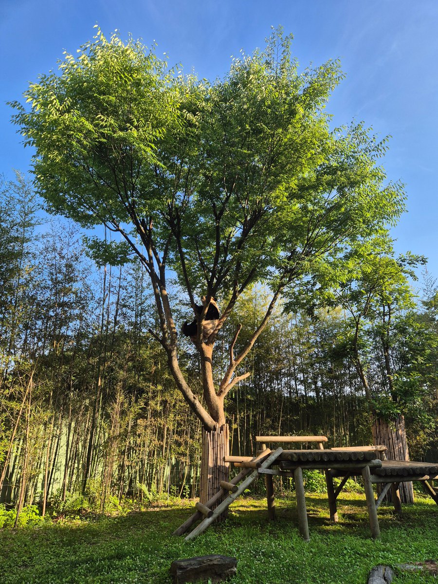 ZOA_BAO's tweet image. 여름날 러바오 방사장을 폰카로 찍는걸 좋아한다 진짜 예쁘거든요