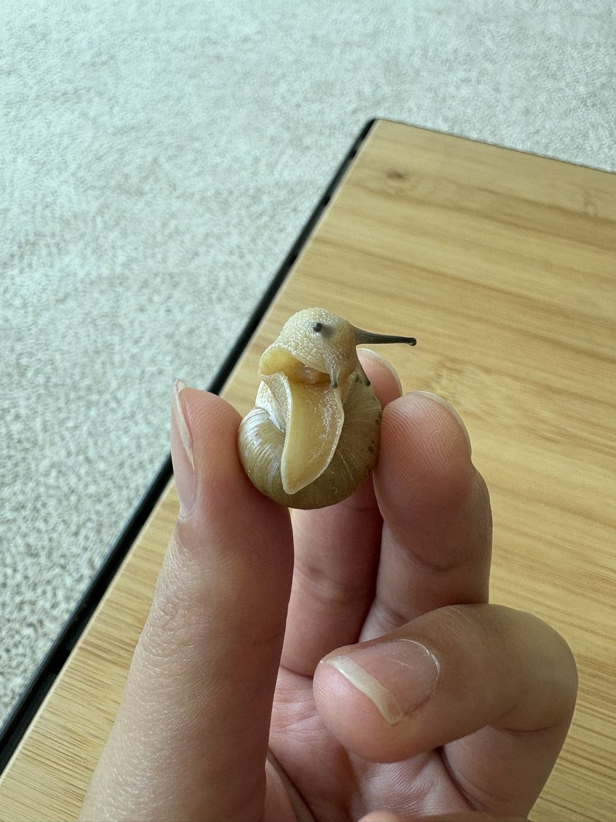 moseul_dall's tweet image. 와와는 들면 합죽이가 되고
명주는 반으로 접히는거 왤케 기엽딩 ㅎㅎ