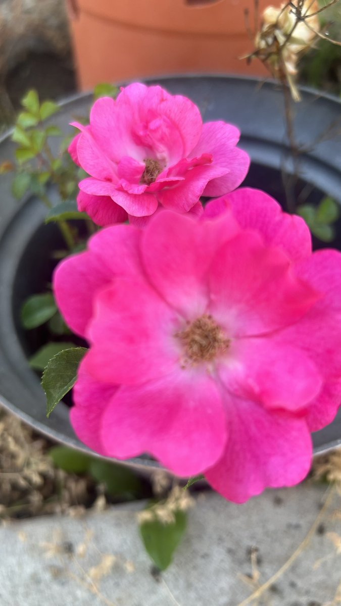 harisharnam27's tweet image. Wishing everyone a happy Day