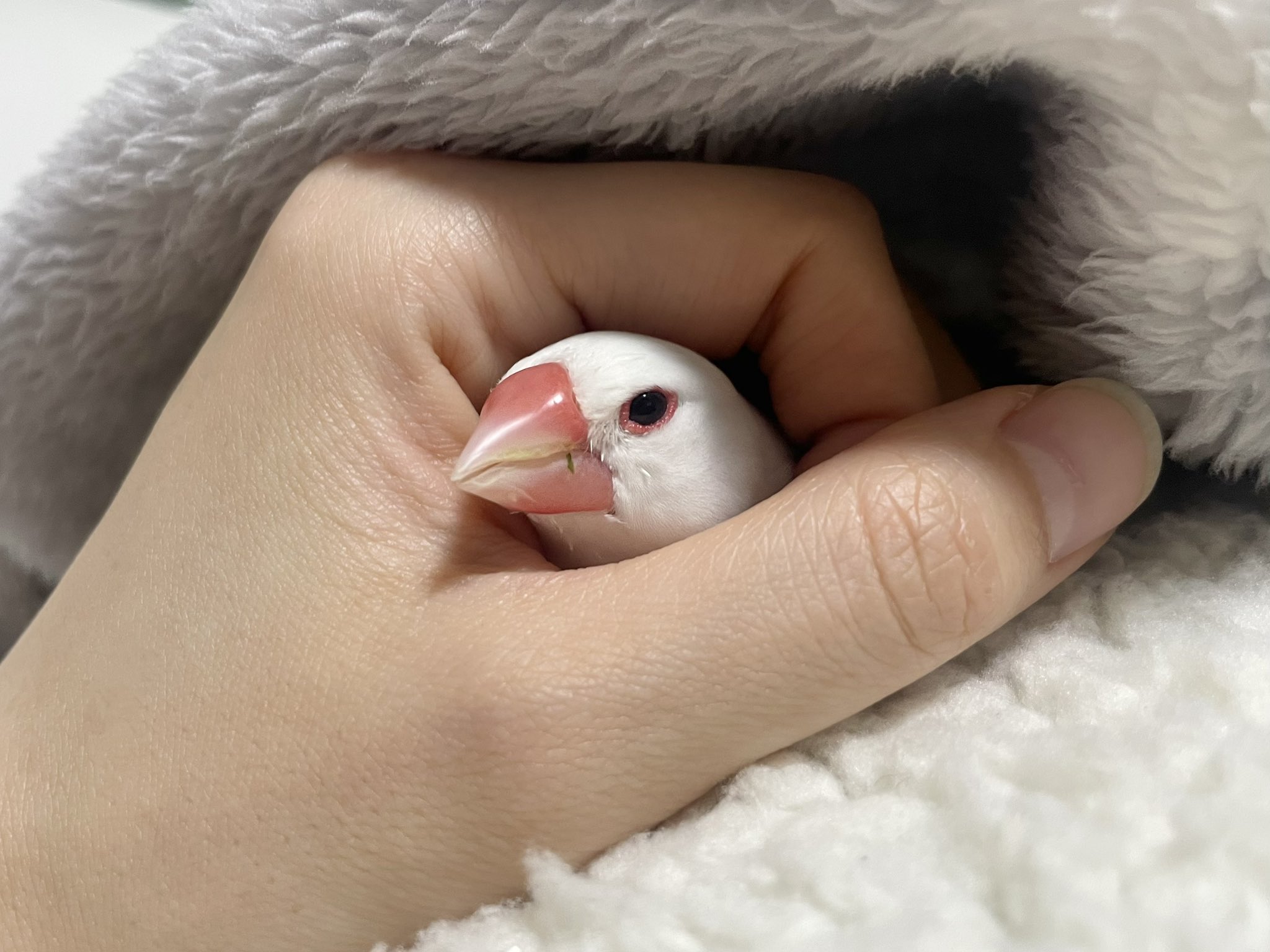 白鷗【小鳥＝羽虫無心】肉質画 白鷗【小鳥＝羽虫無心】肉質画 - メルカリ