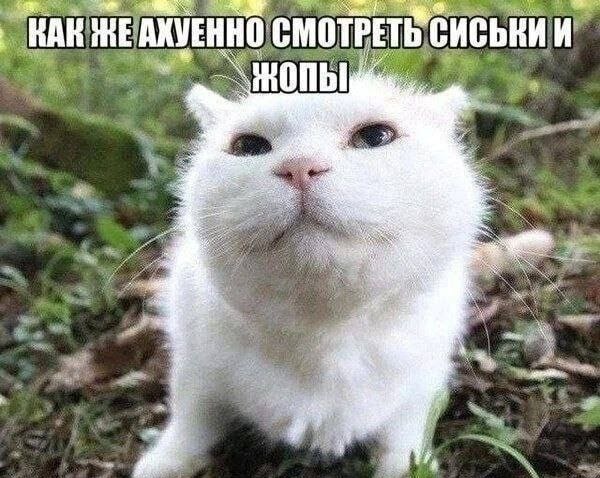 Nickro666's tweet image. Жители Великобритании не поймут