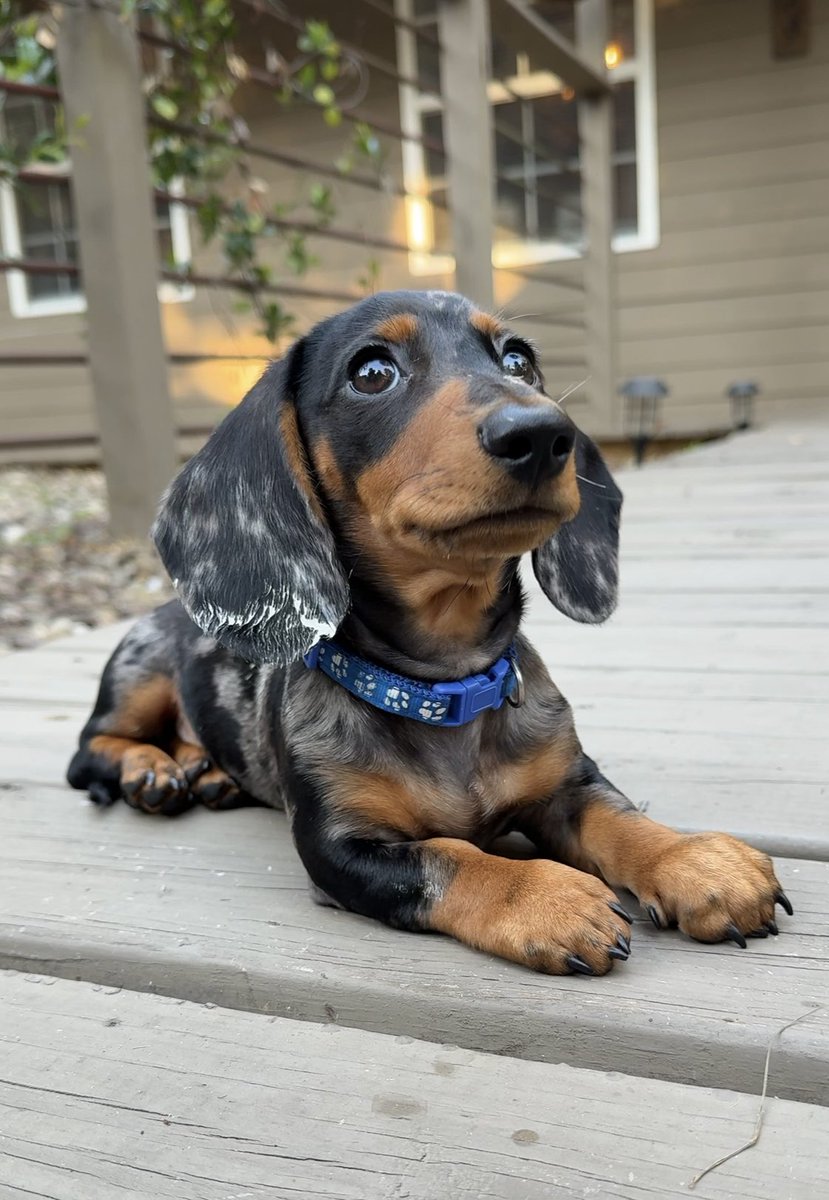 bugs836's tweet image. Good Morning ☀️ Rocky got some paint on his ear from the renovation 🐶