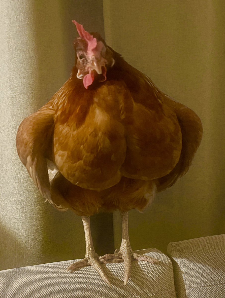 夜のチャコさん…

なんだかせくしー