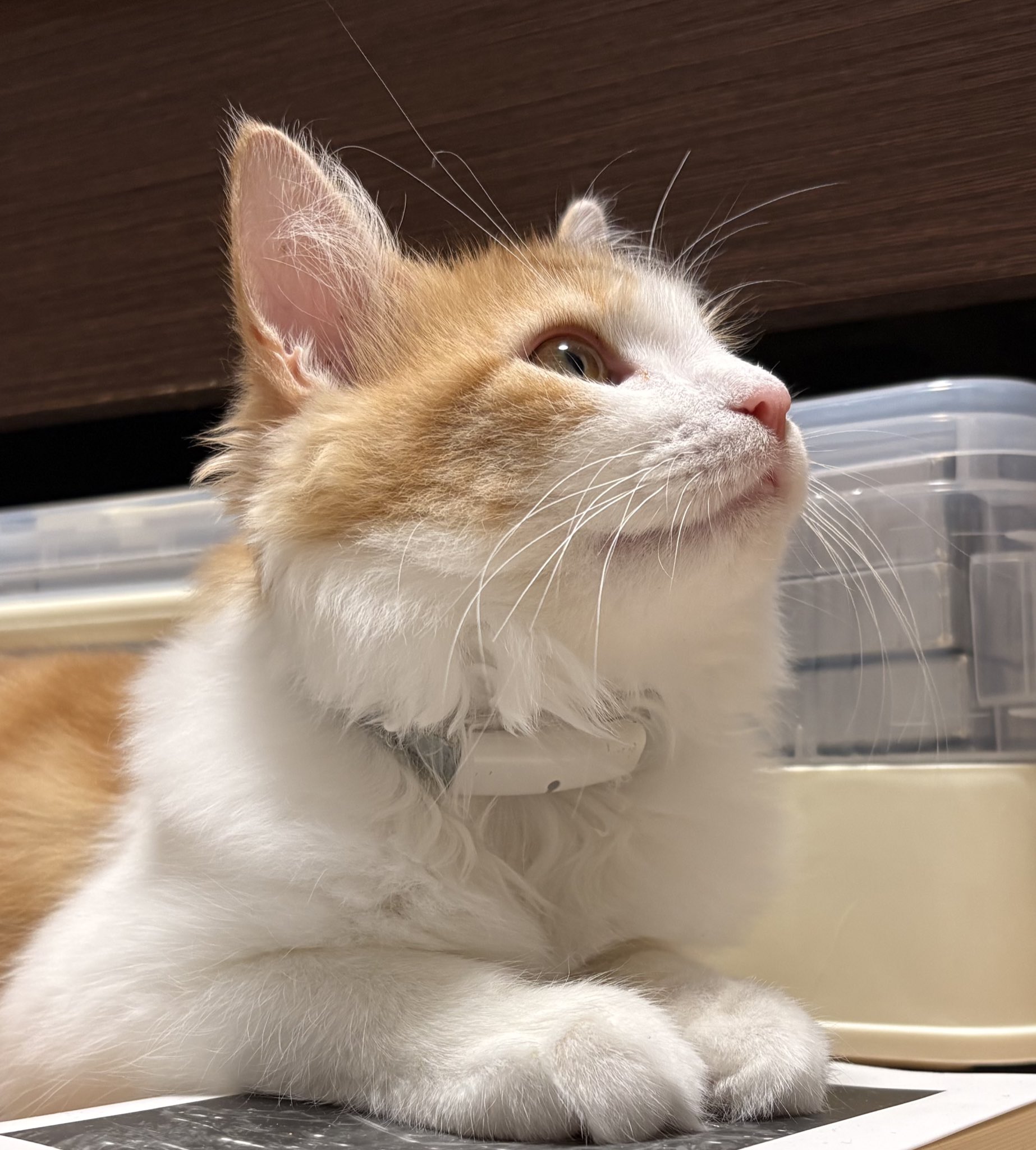 もねこ様♡ありがとうございます♡ 角野桃花 on X: 