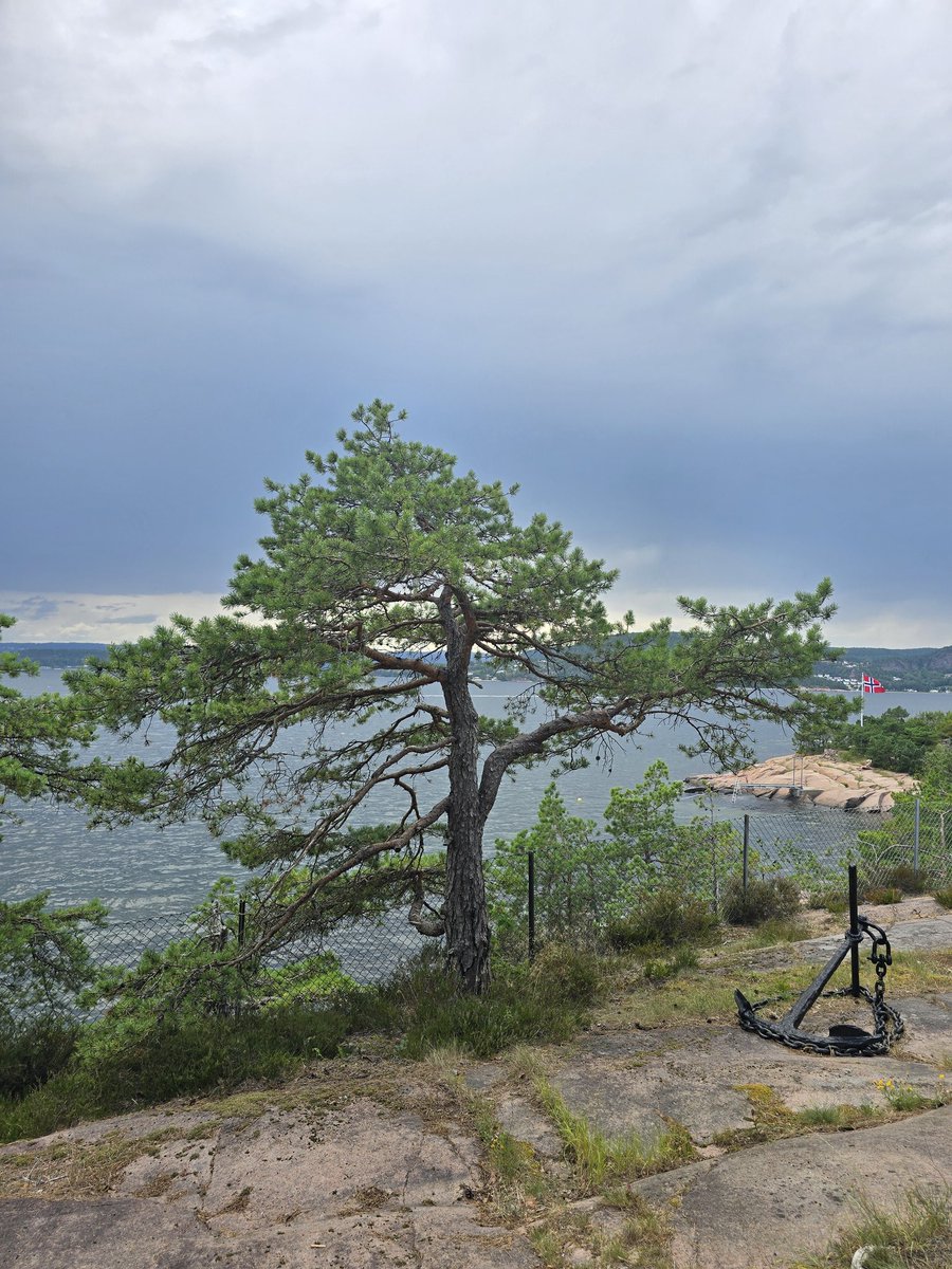 Heisann

Vil bare orientere om at de har furuer på Holmsbu

Hadetsann