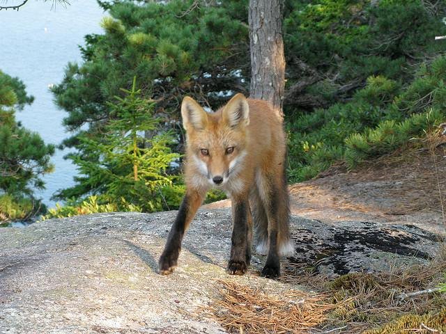 everyday_fox's tweet image. 