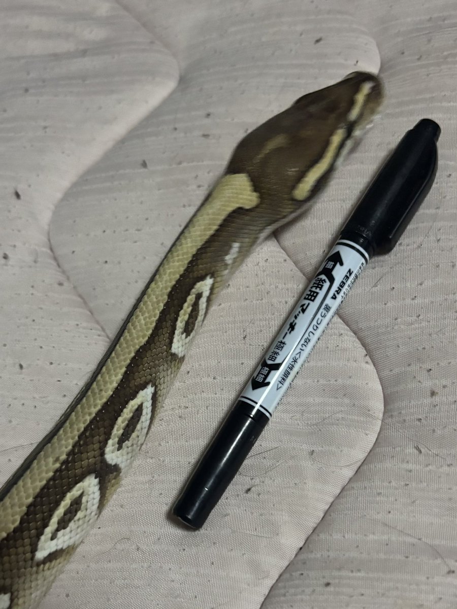 KECHAPPI_HUNTER's tweet image. 何と比べたらライコウの大きさが伝わるかなーって考えたけど、とりあえず近場にあった小さいマッキーと比べてみた