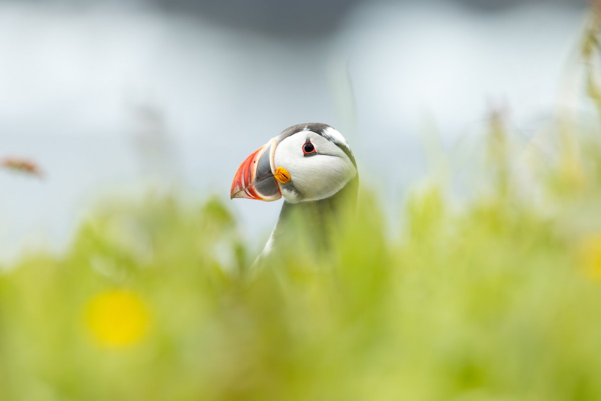 NatureofScot's tweet image. Summer is a wonderful time to watch seabirds. Puffins, Gannets, Razorbills, and Fulmar, the list is endless! Head to North Berwick @SeabirdCentre and enjoy a wonderful boat tour to see our wonderful seabirds up close & personal! 📷 Rebecca Bradley