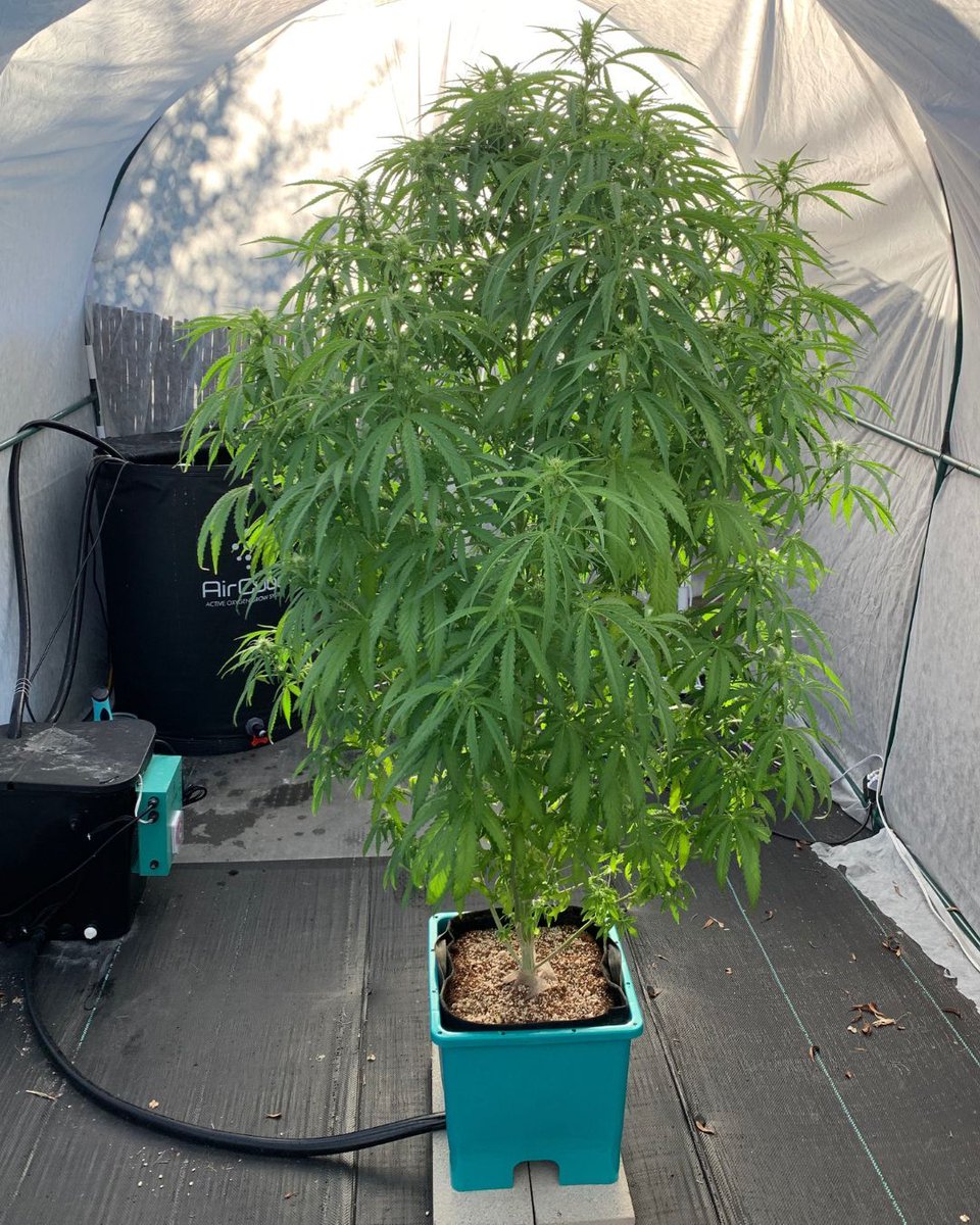 This full, healthy plant is what happens when you feed your soil right. Reefertilizer’s natural kelp and mycorrhizae work together to build strong roots and help plants take up nutrients and water efficiently. No shortcuts just healthy soil, healthy plants. 

#plants #greenthumb